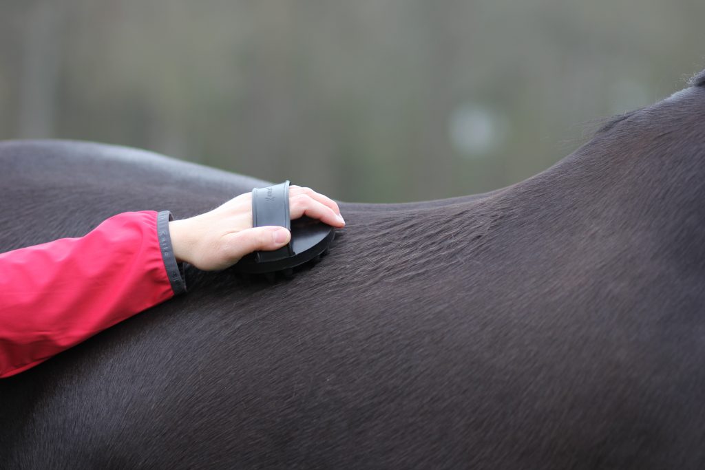 Pferd wird am Rücken geputzt und es wird auf Rückenschmerzen geachtet