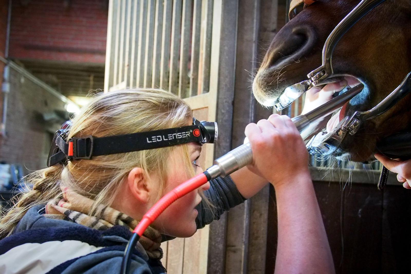 Pferd beim Zahnarzt, auch wichtig für den Pferderücken