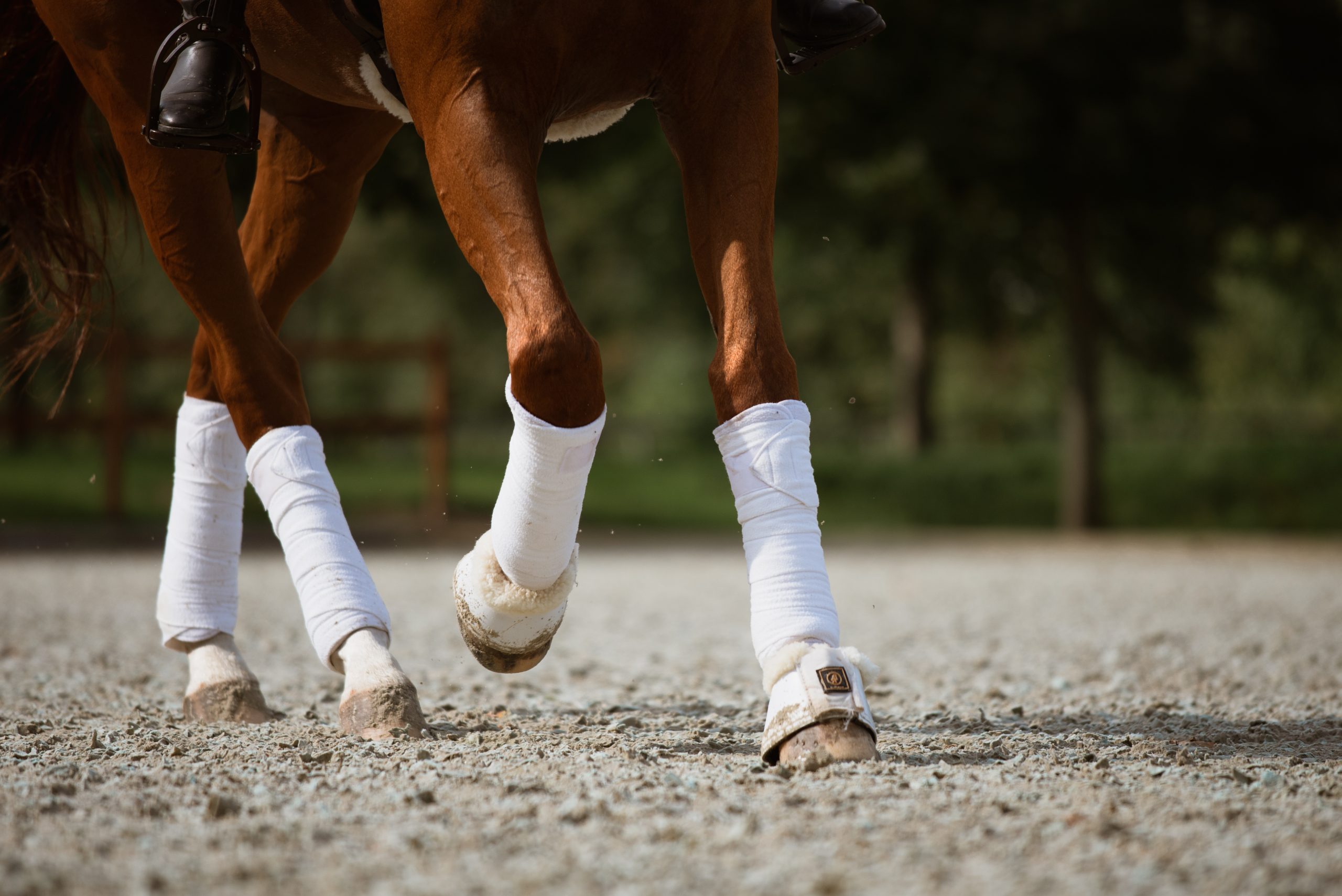 Dressurpferde galoppiert im Training, Dank Physiotherapie für Dressurpferde