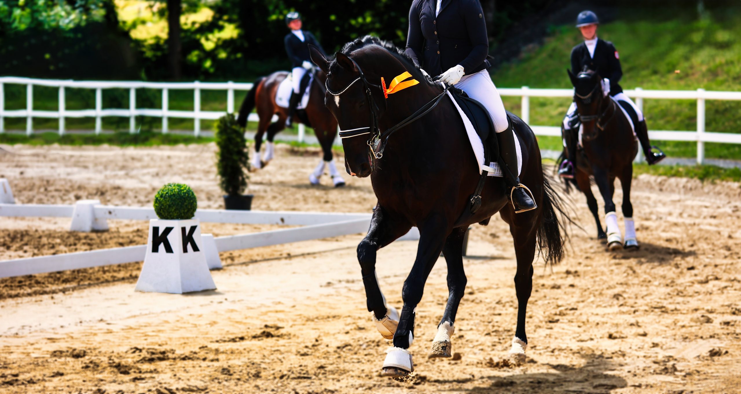 Dressurpferd galoppiert auf Ehrenrunde, Sieg, gelbe Scheife, Dank Physiotherapie für Dressurpferde