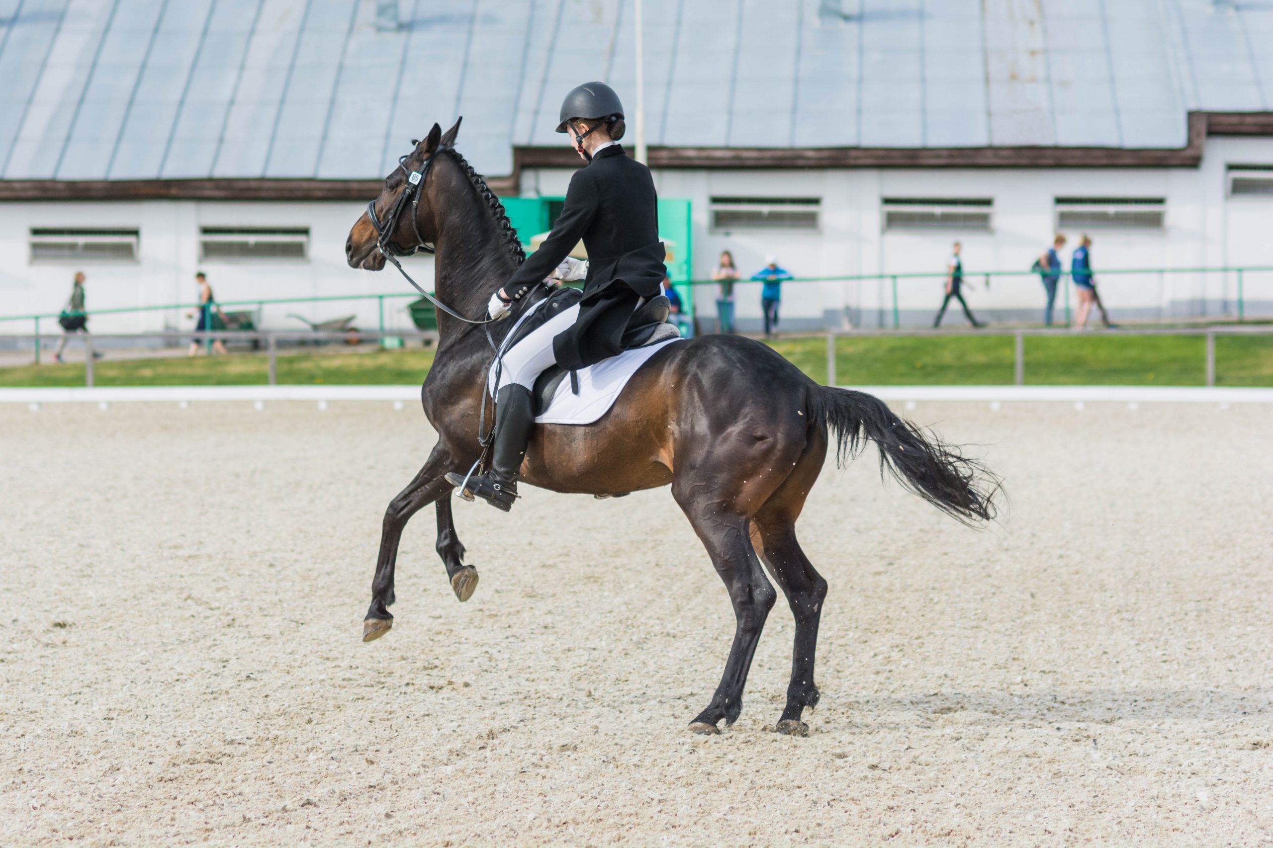 Pferdephysiotherapie im Turniersport: Dressurpferd steigt in der Prüfung weil die Muskulatur mit dem Turnierstress überfordert ist