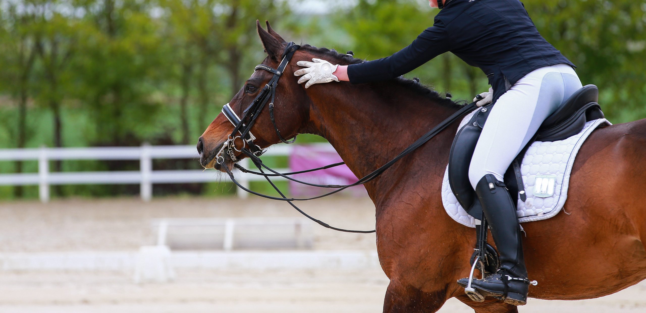 Pferdephysiotherapie im Turniersport: Dressurpferd wird während der Prüfung auf dem Turnier zur Entspannung der verspannten Muskulatur gelobt das reduziert den Turnierstress