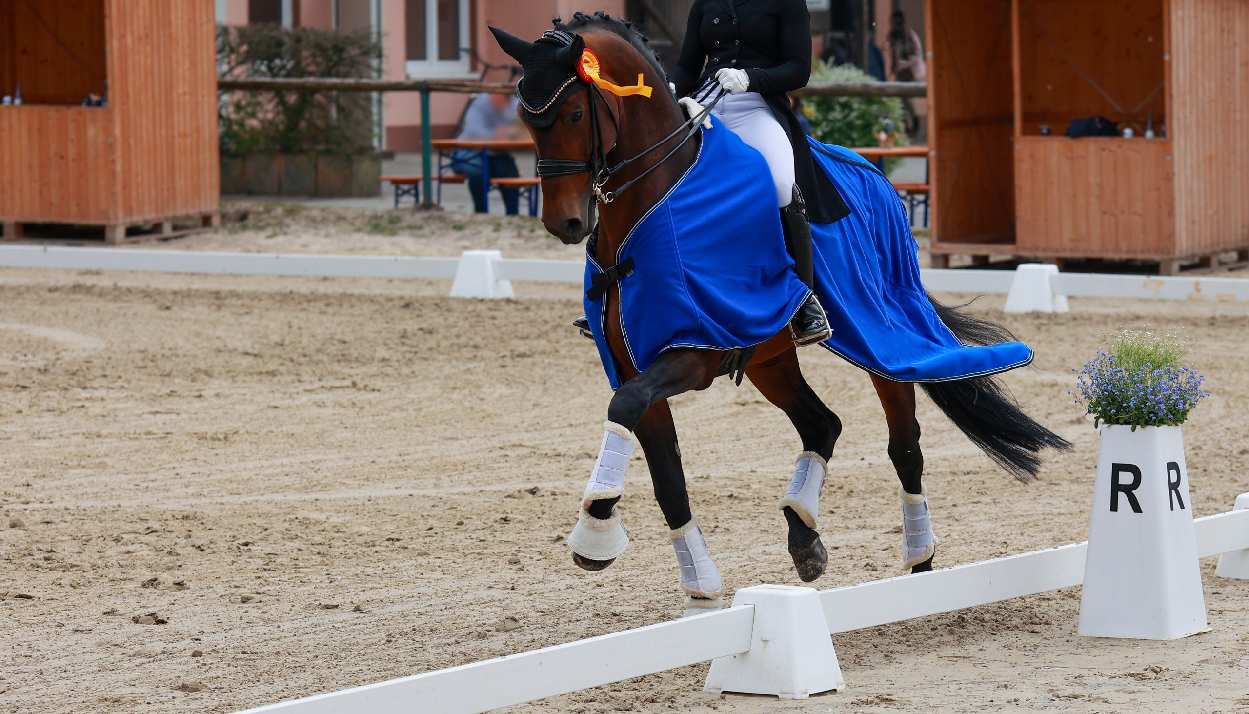 Pferdephysiotherapie im Turniersport: Siegreiches Dressurpferd trabt auf der Ehrenrunde durchs Dressurviereck mit goldener Schleife